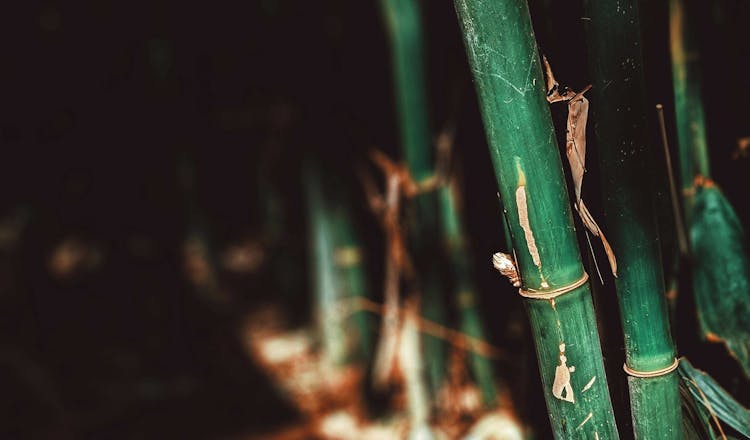 Pexels valeriiamiller 2883913